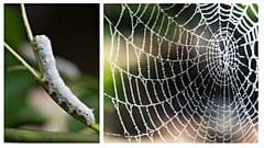 َعکس تزئینی