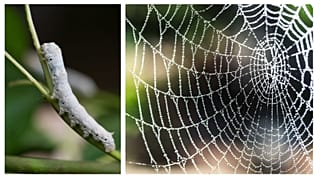 َعکس تزئینی