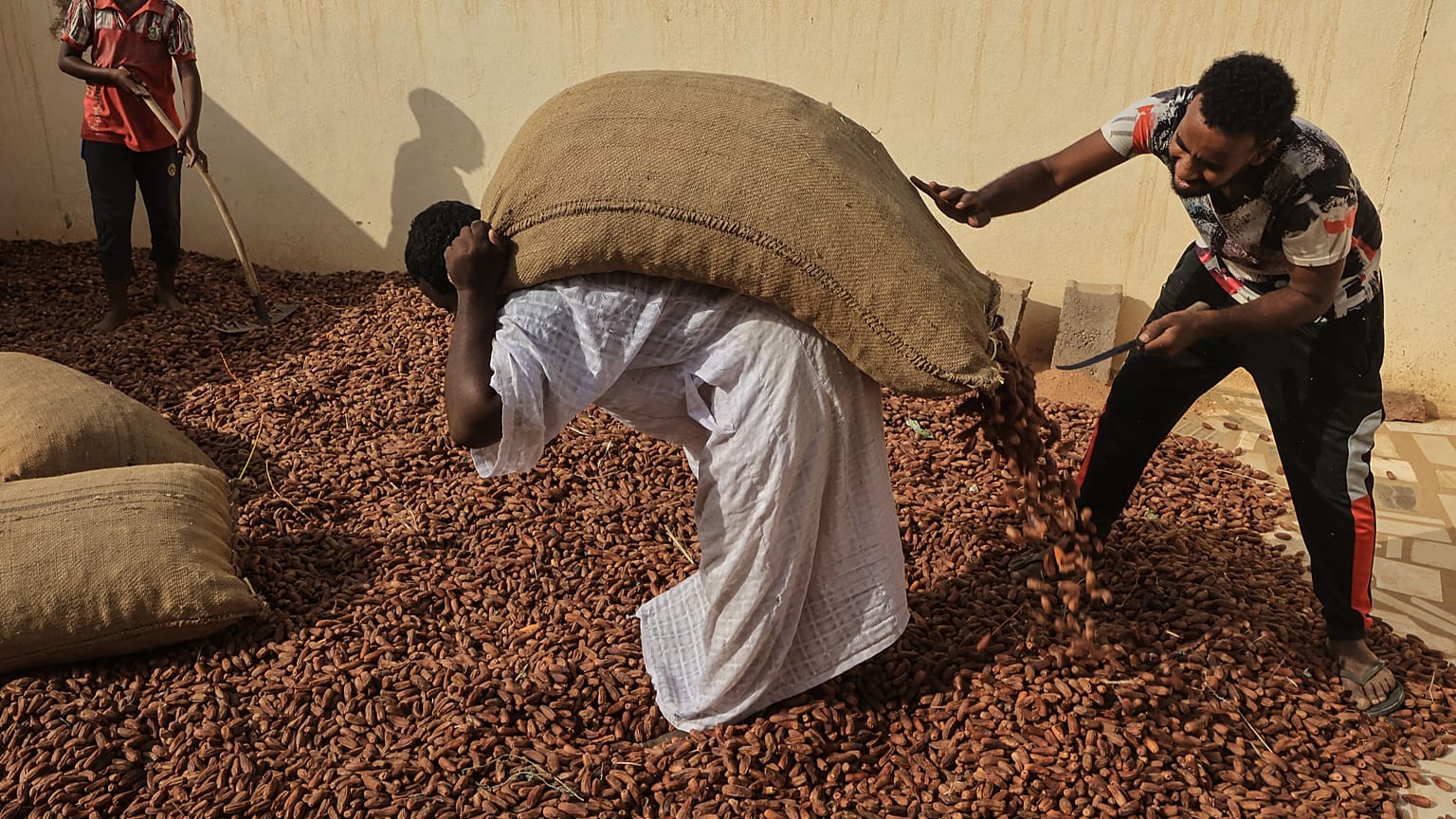جني التمور-السودان