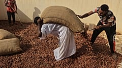جني التمور-السودان