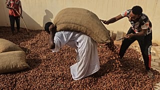 جني التمور-السودان