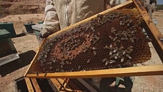 قبل اندلاع النزاع عام 2011، كان ضميرية يمتلك أكثر من مئة قفير، لم يبق منها اليوم إلا أربعين، تعود عليه بإنتاج ضئيل