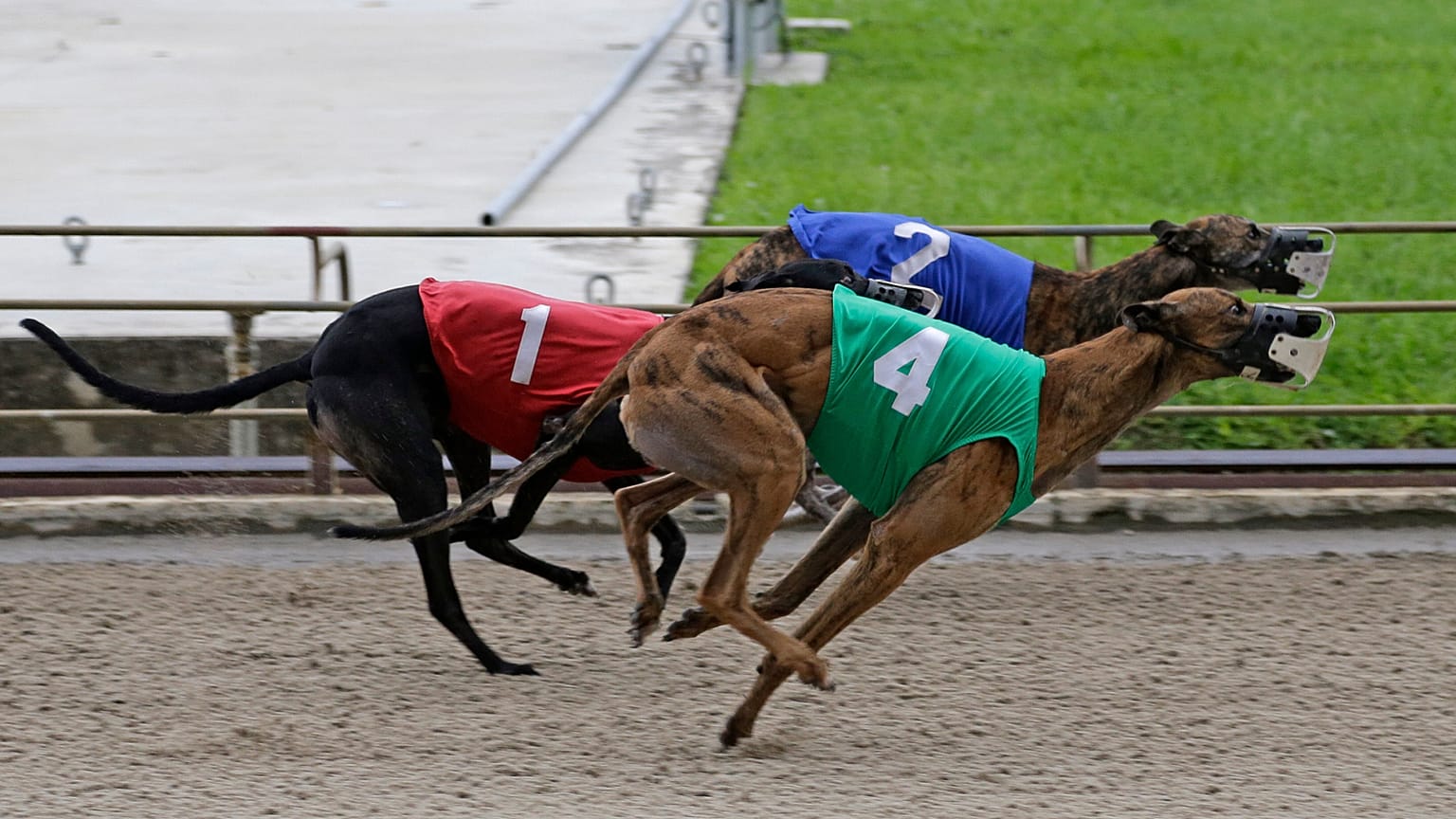 Greyhounds on a racing track.