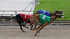 Greyhounds on a racing track.