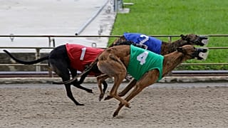 Greyhounds on a racing track.