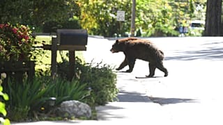 black bear
