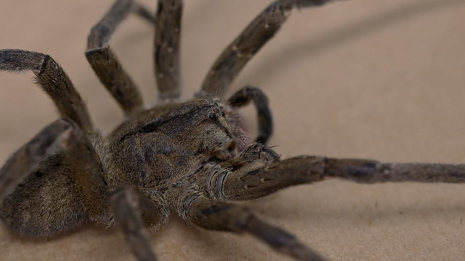 the research to develop a medicine to treat erectile dysfunction using the spider venom at the Federal University of Minas Gerais (UFMG) 
