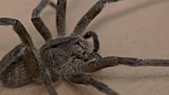 the research to develop a medicine to treat erectile dysfunction using the spider venom at the Federal University of Minas Gerais (UFMG) 
