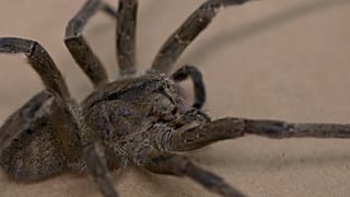 the research to develop a medicine to treat erectile dysfunction using the spider venom at the Federal University of Minas Gerais (UFMG)