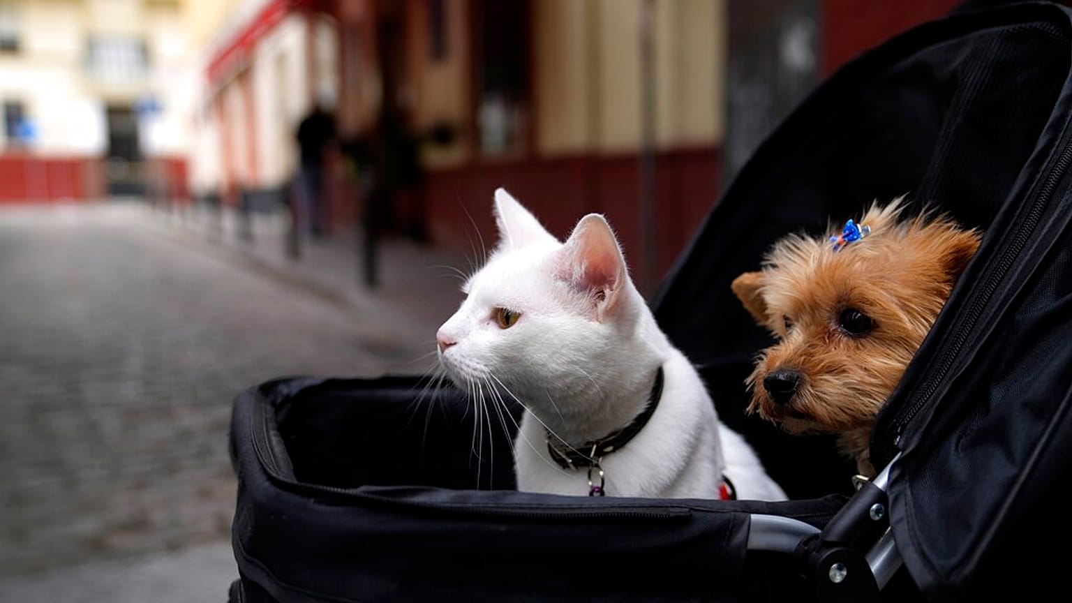 A cat and a dog sit inside a baby stroller in Seville, Spain, Saturday, June 19, 2021. 