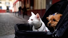 A cat and a dog sit inside a baby stroller in Seville, Spain, Saturday, June 19, 2021. 