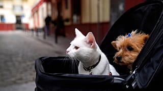 A cat and a dog sit inside a baby stroller in Seville, Spain, Saturday, June 19, 2021. 
