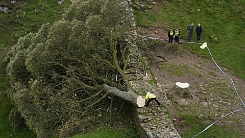 Police officers look at the tree at Sycamore Gap, next to Hadrian's Wall - Thursday 28 September 2023