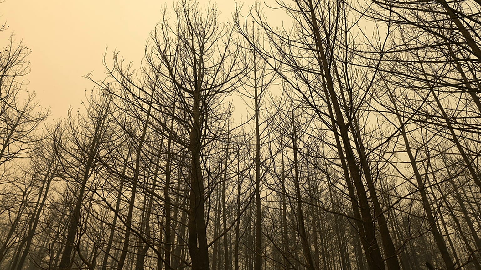 Ελλάδα, Έβρος, πυρκαγιά