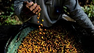 يصل سعر الكيلوغرام الواحد إلى قرابة 230 دولاراً أمريكياً