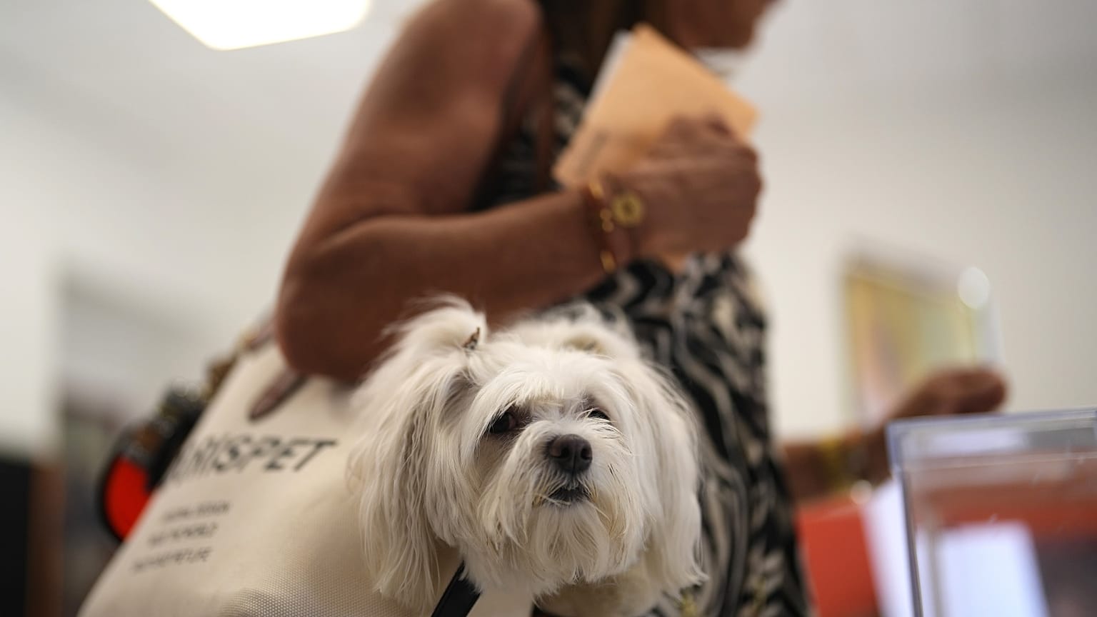 A woman carries her pet in a bag as she votes at a polling station in Madrid, Spain, July 23, 2023. 