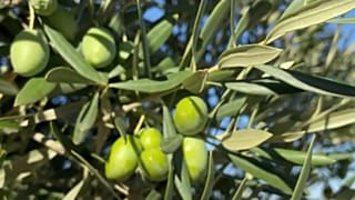 أسعار زيت الزيتون - مناخ/إسبانيا