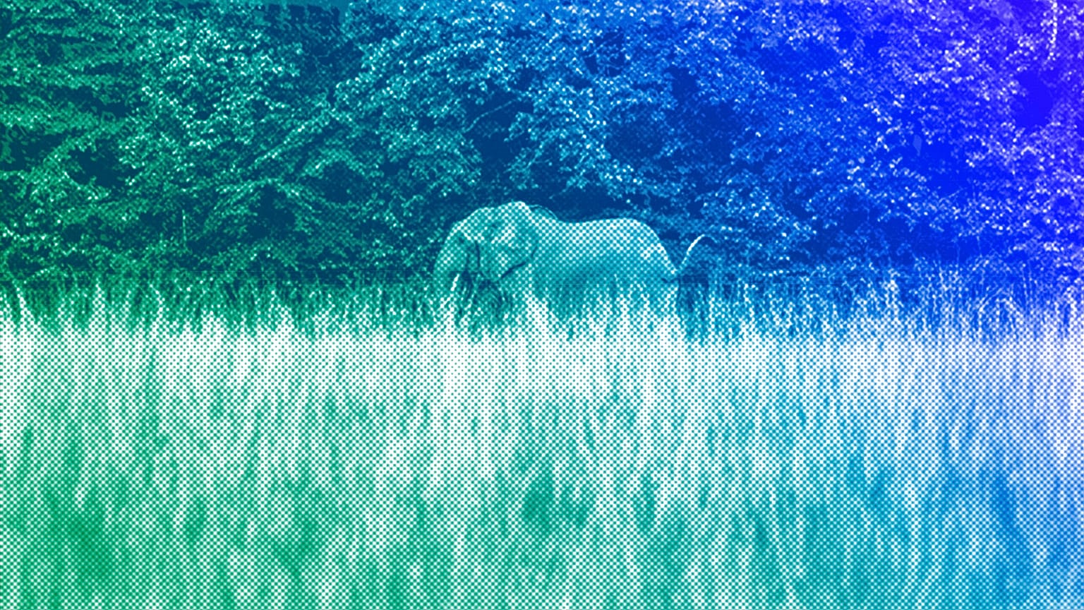 A rare forest elephant is photographed in Gabon's Pongara National Park forest, March 2020