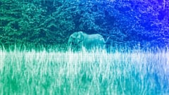A rare forest elephant is photographed in Gabon's Pongara National Park forest, March 2020