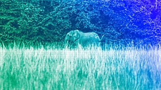 A rare forest elephant is photographed in Gabon's Pongara National Park forest, March 2020