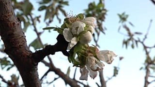 Ανθισμένη κερασιά στο Παρίσι