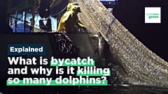 Why are so many dead dolphins washing up on the French Atlantic coast?