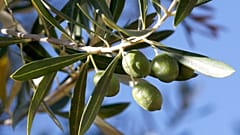 Η ζήτηση για τον καρπό της Olea europea παγκοσμίως έχει αυξηθεί σημαντικά τα τελευταία χρόνια