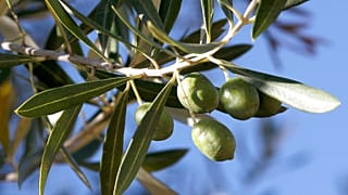 Η ζήτηση για τον καρπό της Olea europea παγκοσμίως έχει αυξηθεί σημαντικά τα τελευταία χρόνια