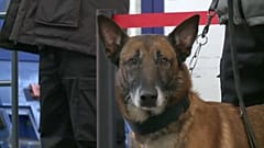 Un perro rastreador de la policía en los transportes de Francia