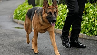 Allman kurdu cinsindeki Commander iki yaşında