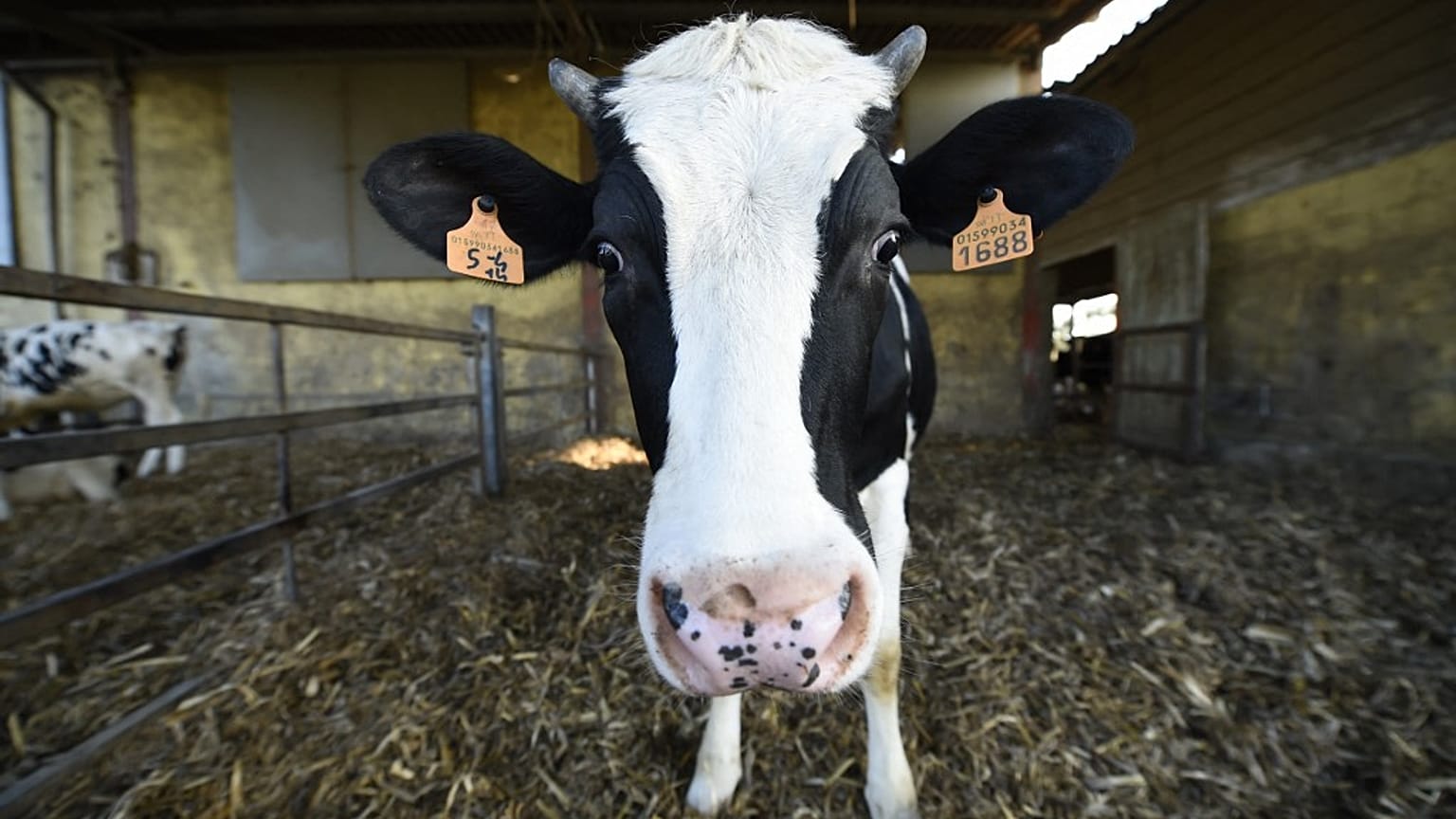Eine Milchkuh wird am 11\. März 2015 in Abbiategrasso in der Nähe von Mailand auf einem Bauernhof abgebildet. 