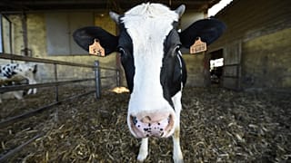 Una vaca lechera en una granja el 11 de marzo de 2015 en Abbiategrasso, cerca de Milán.