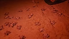 Los voluntarios autorizados pueden recoger a los pequeños alrededor de la playa y se aseguran de que lleguen al océano. 