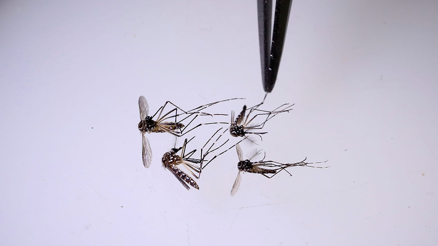 Dang humması Aedes aegypti sivrisinekleri tarafından yayılıyor