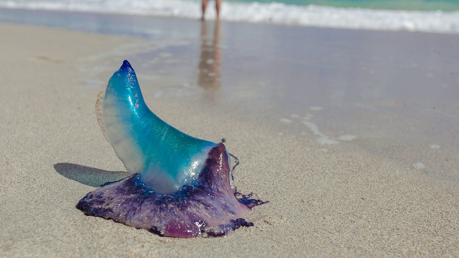 Portuguese man o' war could become more common on UK beaches as the climate warms.
