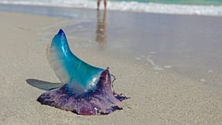 Portuguese man o' war could become more common on UK beaches as the climate warms.