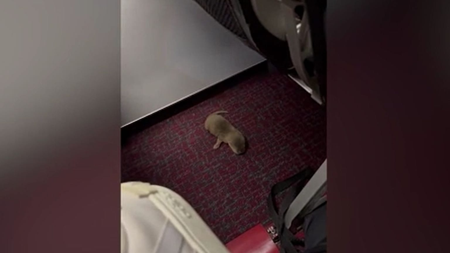 A baby otter was discovered under a seat on the flight to Taipei.