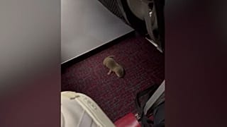 A baby otter was discovered under a seat on the flight to Taipei.