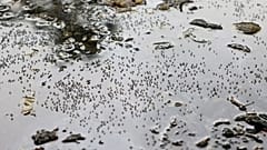 Während einer landesweiten Dengue-Infektion werden in Dhaka, Bangladesch, im August 2023 Mücken auf stehendem Wasser am Straßenrand gesehen.