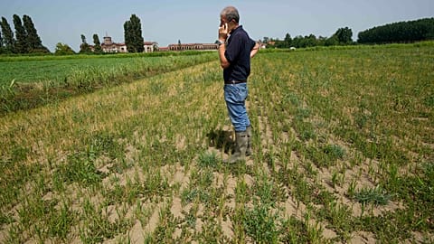 In June Italy faced its worst drought in 70 years. The rice paddies of the river Po valley ran dry, jeopardizing the harvest of the premium rice used for risotto.