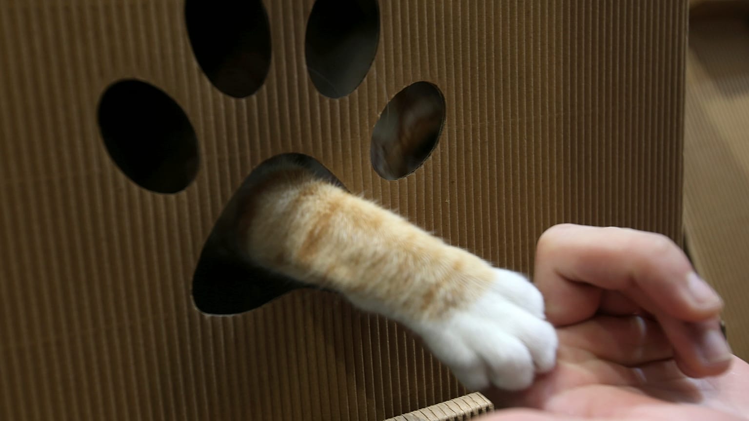 A cat extends a paw from a den, during the Taipei Pet Fair at Taipei Nangang Exhibition Center in Taipei, Taiwan.