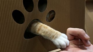 A cat extends a paw from a den, during the Taipei Pet Fair at Taipei Nangang Exhibition Center in Taipei, Taiwan.