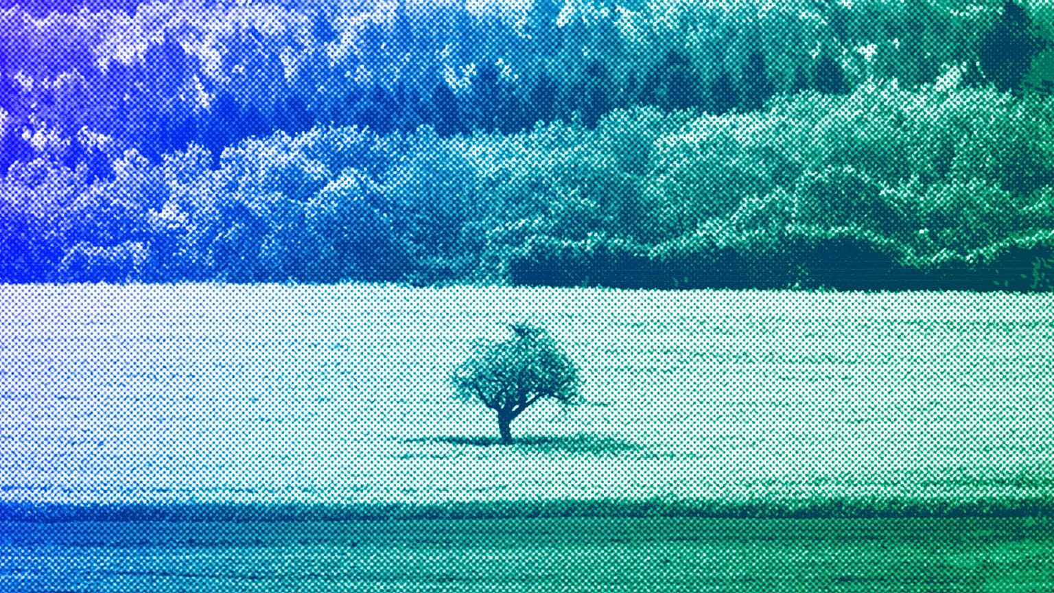 A tree stands in a rape field in Neu Anspach near Frankfurt, April 2018