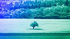 A tree stands in a rape field in Neu Anspach near Frankfurt, April 2018