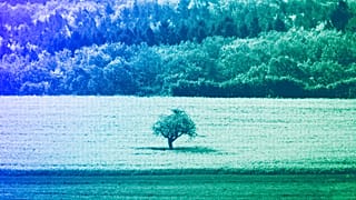A tree stands in a rape field in Neu Anspach near Frankfurt, April 2018