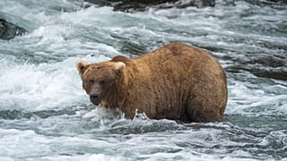 The 2023 winner of Fat Bear Week has been crowned: Meet 128 Grazer.