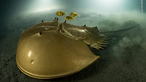  Der alte Seefahrer von Laurent Ballesta. Gewinner in der Kategorie Portfolio Award und Gesamtsieger. 