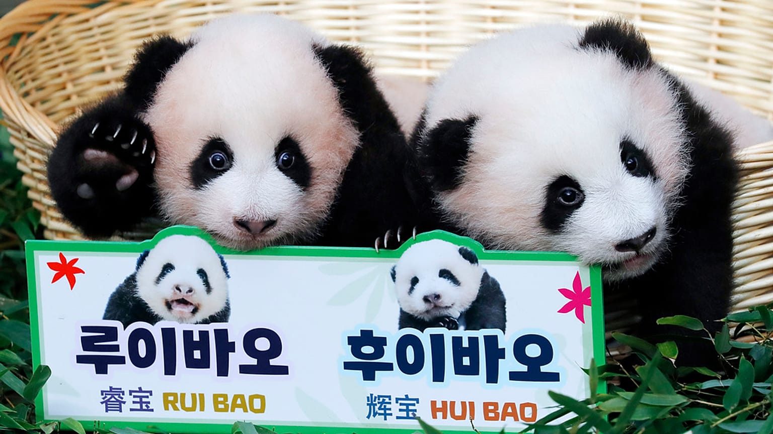 Die Pandawelpen Rui Bao (l.) und Hui Bao