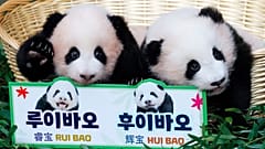 Die Pandawelpen Rui Bao (l.) und Hui Bao
