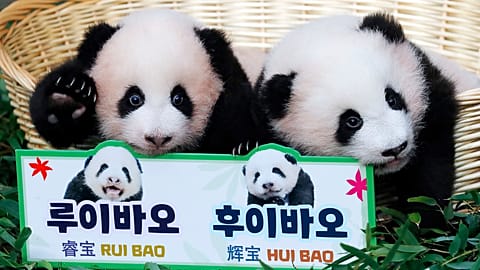Die Pandawelpen Rui Bao (l.) und Hui Bao